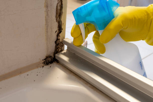 Why You Should Choose Our Mold Remediation Services in Minoa, NY